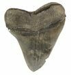 Glossy, Serrated, Megalodon Tooth - Fat Root #51007-2